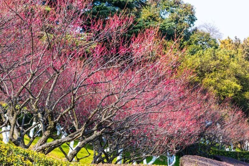 南京梅花已绽，春意拥满怀！