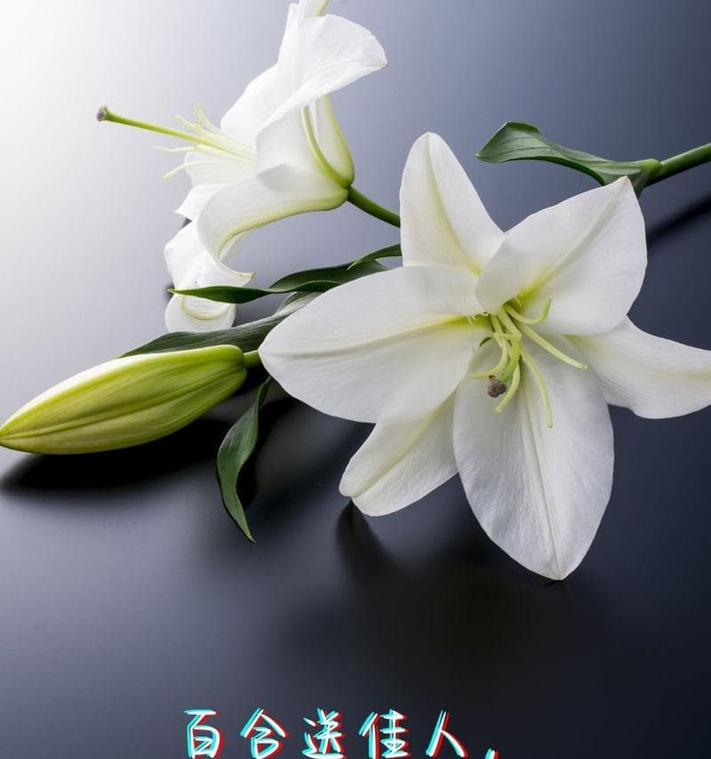 除了爱情，花语还能表达哪些情感？