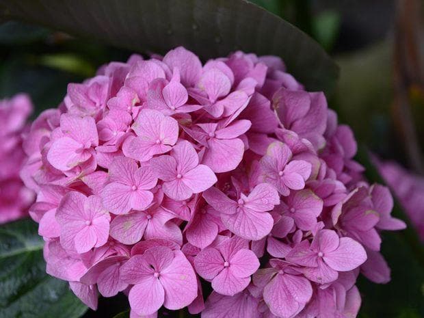 绣球花开完花后什么时候修剪？