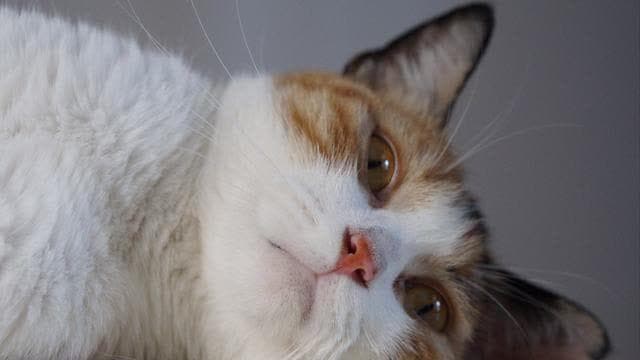 猫咪生病时最适合吃的流食，你给猫咪喂对了吗