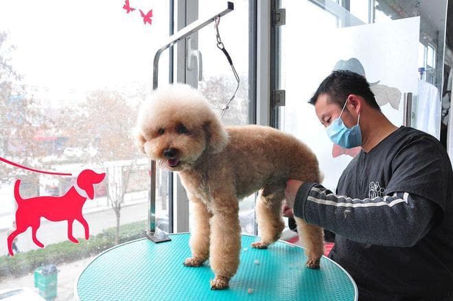 宠物美容师有前途吗？985毕业生逃离大厂，一年半月入过万