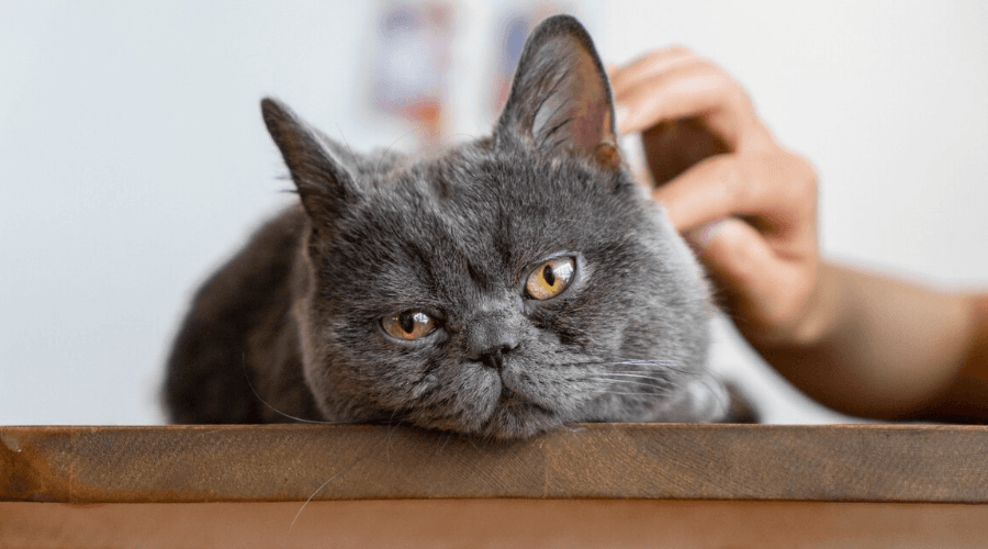猫咪生病的5个信号，这些异常不容忽视