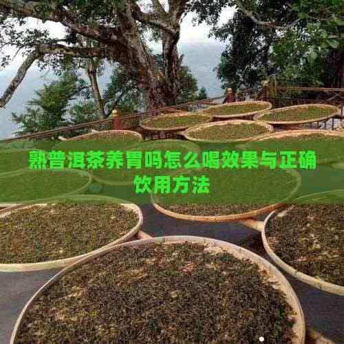 熟普洱茶养胃吗？怎么喝效果最好？