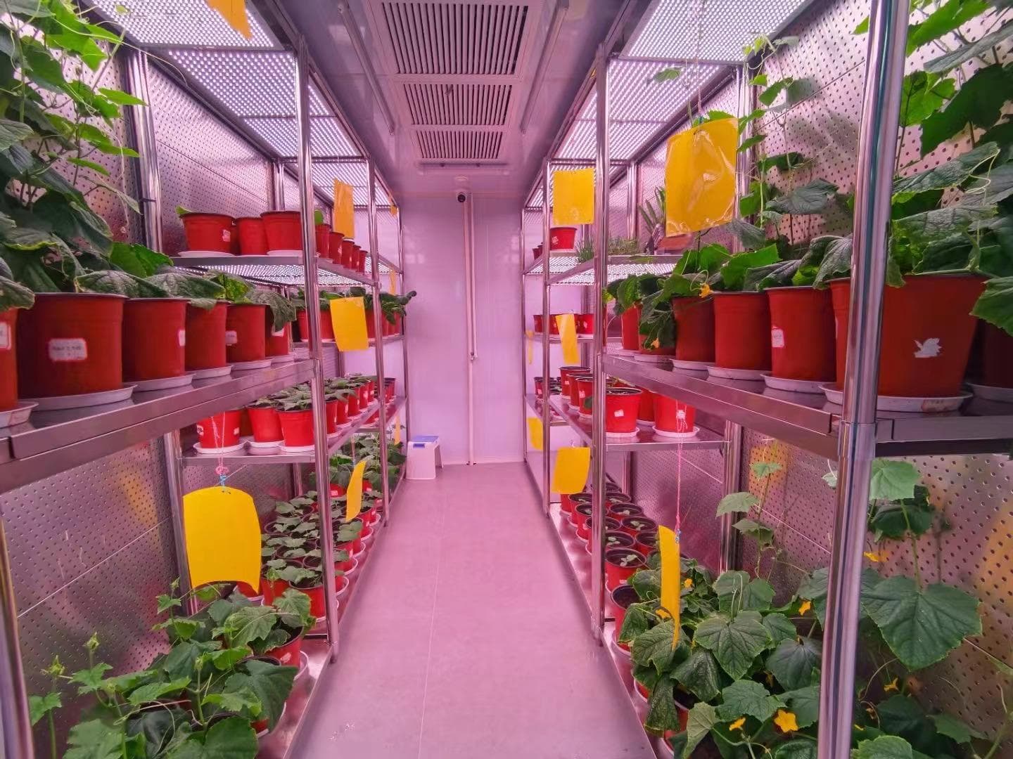 人工气候室内种植黄瓜的技术要点