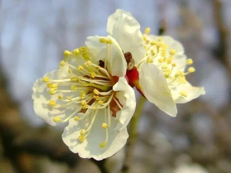 【科普】梅花、樱花、桃花、杏花、梨花……，我一定要让你分清楚