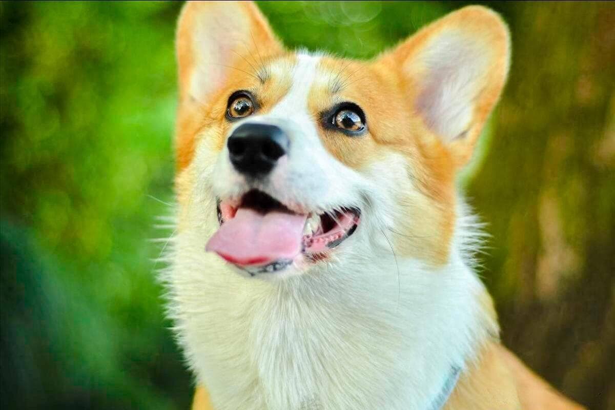 性格温顺易饲养，新手也能养好的四种狗狗