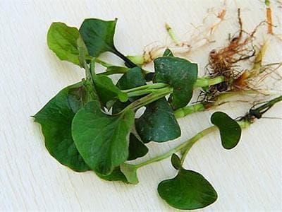 鱼腥草5款保健食疗药膳