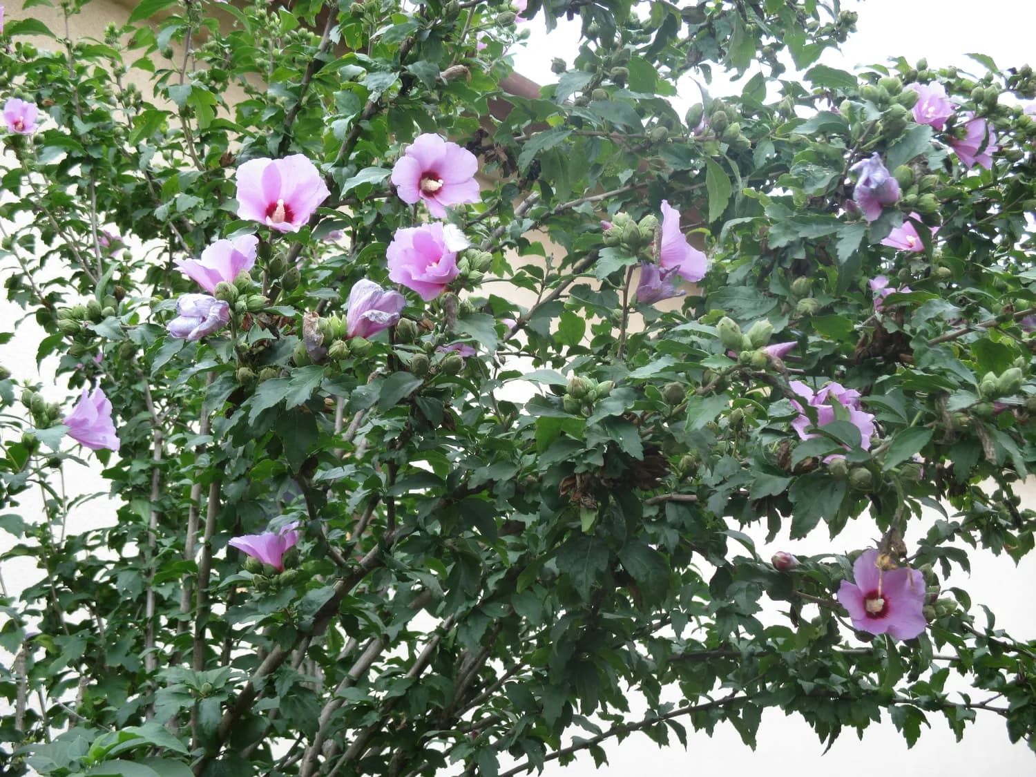 木槿花打造最美庭院，你get了吗？