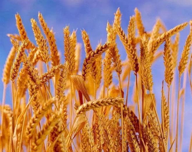 中国古代北方饮食文化的独特魅力
