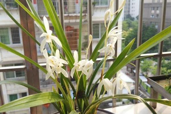 兰草的养殖方法和注意事项