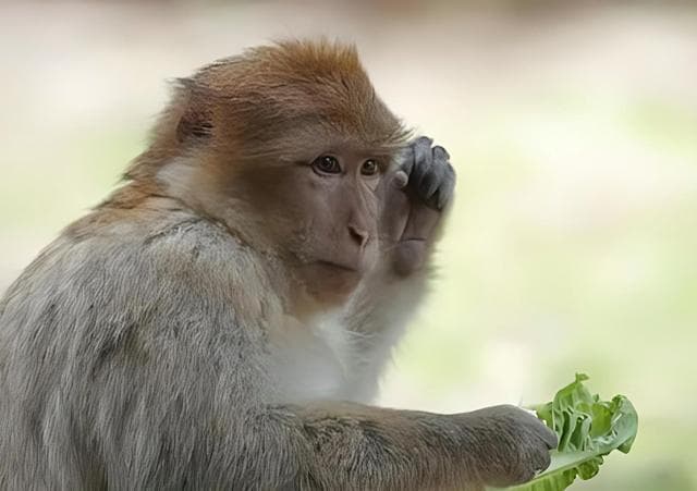 人类是如何从古猿爬行演变成直立行走的？揭秘人类身体的进化之旅