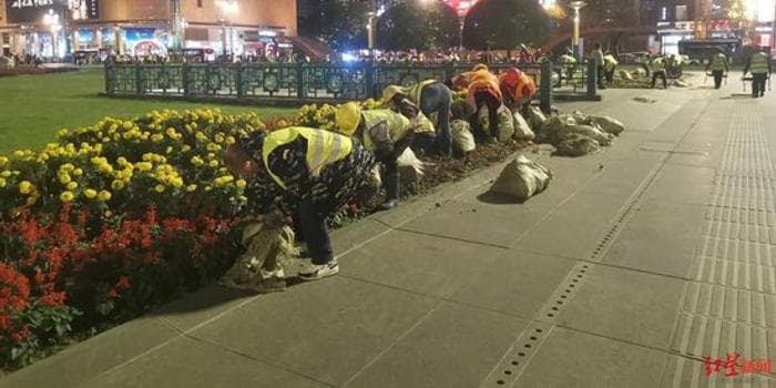 成都开启冬季换花，这些花卉首次现身城市绿化带