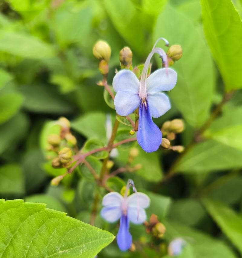 蓝蝴蝶花语：守护、温柔与自由的多重寓意