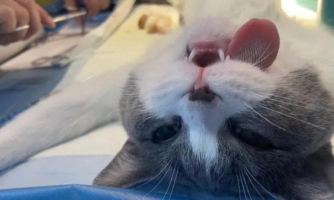 猫咪的嗅觉世界：从吸入到识别的全方位解析