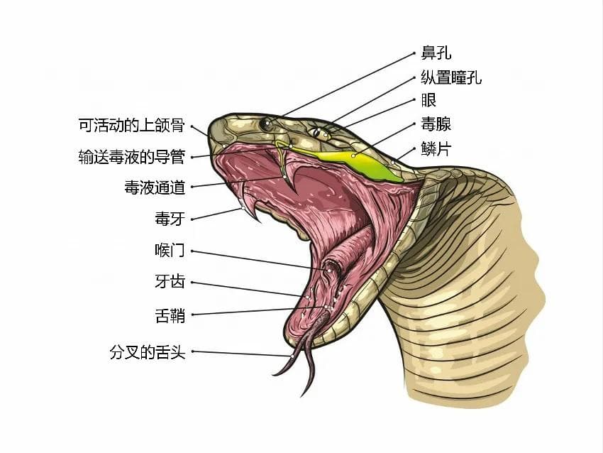 用毒蛇的毒毒毒蛇，毒蛇会不会被毒毒死？