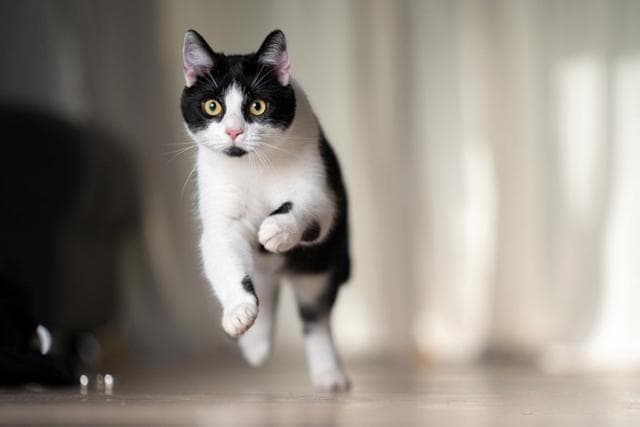 逃、藏、叫、徘徊：科学揭秘猫咪地震预警行为