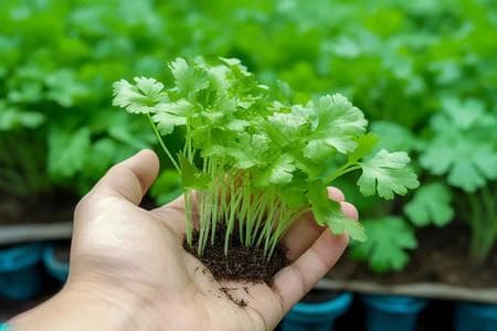 “段元诚：从土壤到餐桌的香菜种植全攻略”