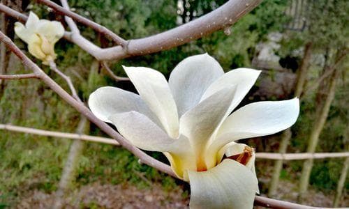 白玉兰生长环境条件及特点是什么？白玉兰的种植环境要求是什么？