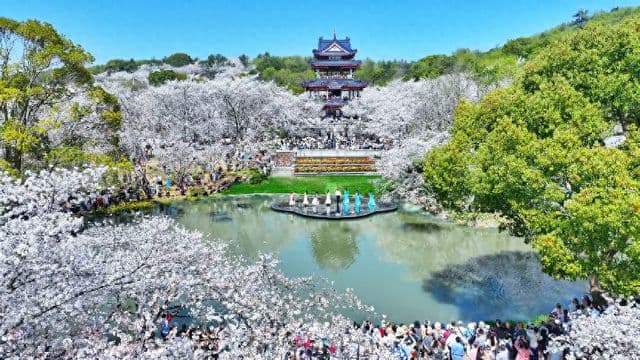 樱花为媒，文化出海：鼋头渚全球直播背后的“东方浪漫”叙事