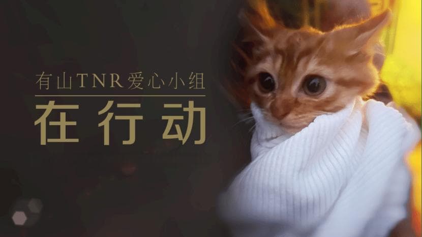 小区流浪猫怎么管？青浦这个社区“一核多元”出新招