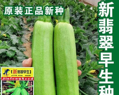 葫芦籽的种植时间和技巧（把握季节，掌握方法，打造优质丰收）