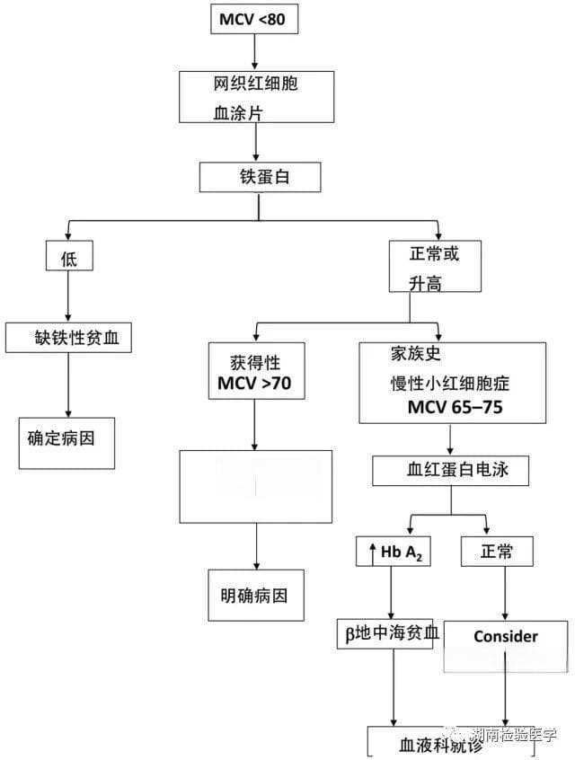 贫血分类及处理