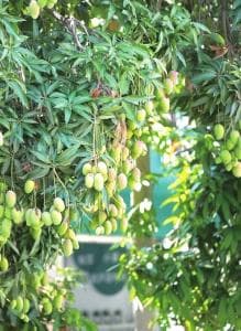 芒果长了黑色斑点还能吃吗？