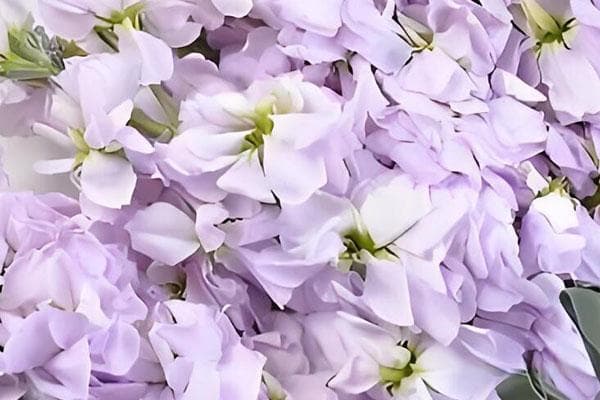 紫色紫罗兰的花语：神秘高贵与永恒之美
