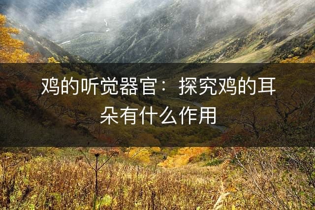 鸡的听觉器官：探究鸡的耳朵有什么作用