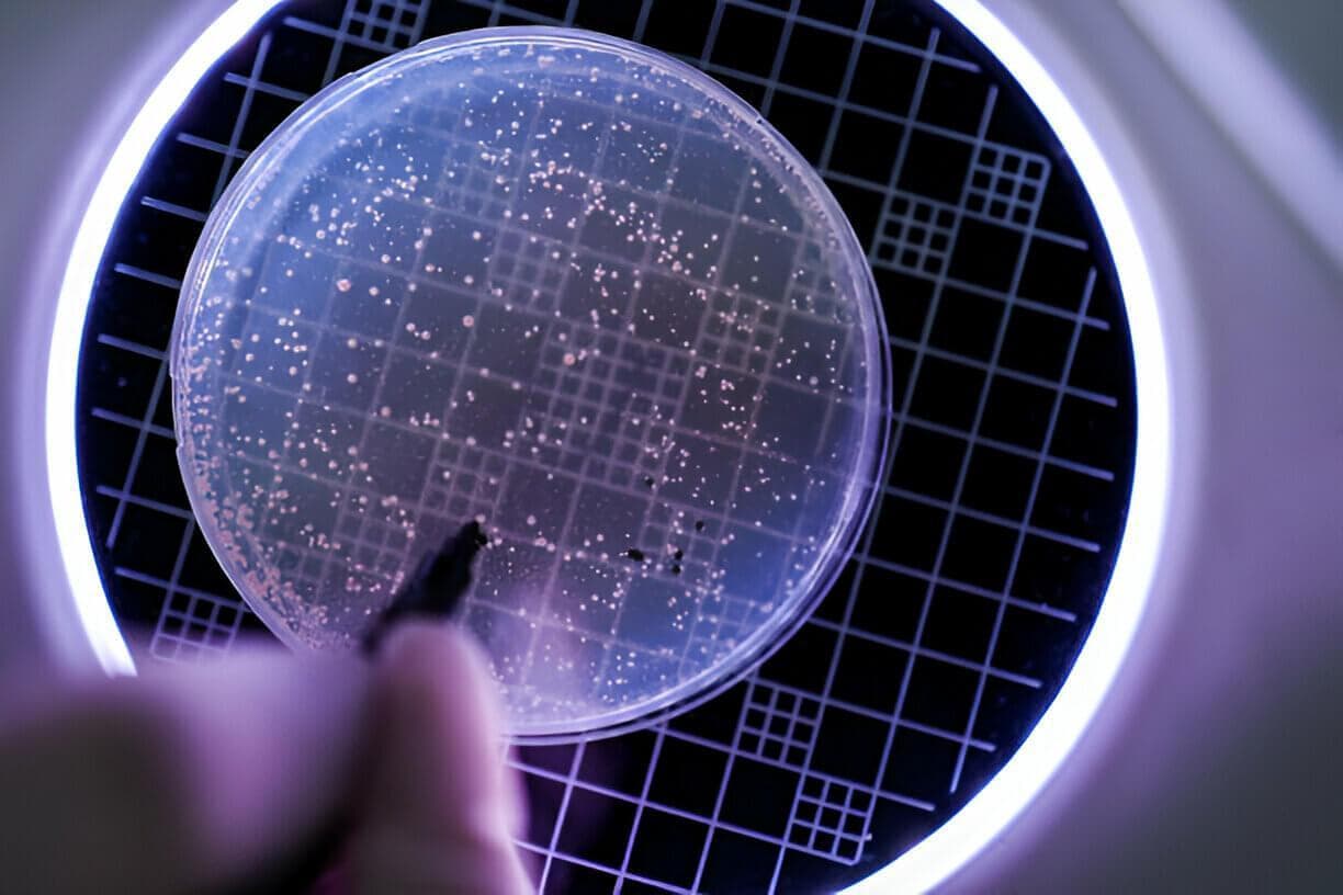 微生物培养基简单指南