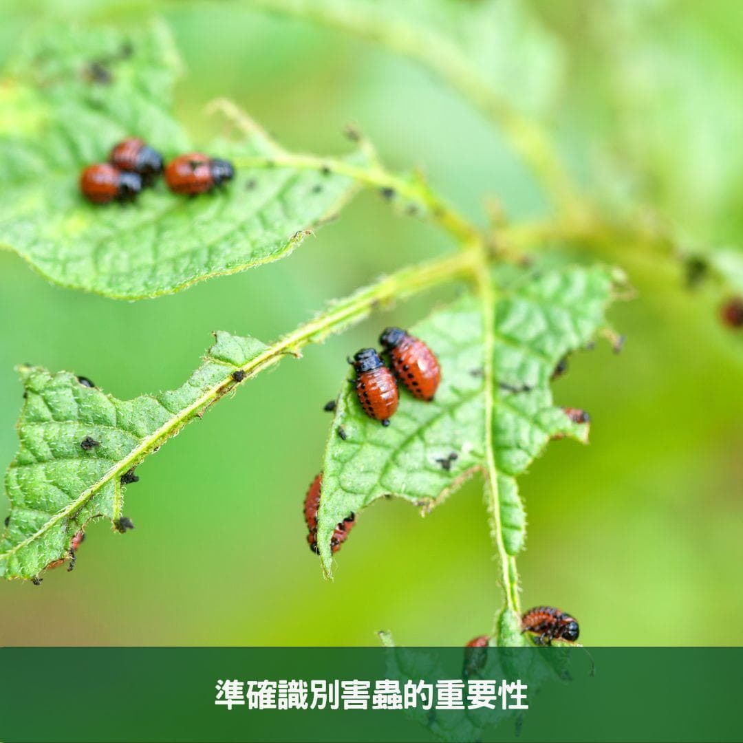 2024年植物害虫防治新策略