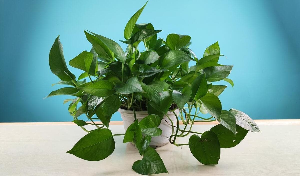 最耐阴的十大漂亮花卉