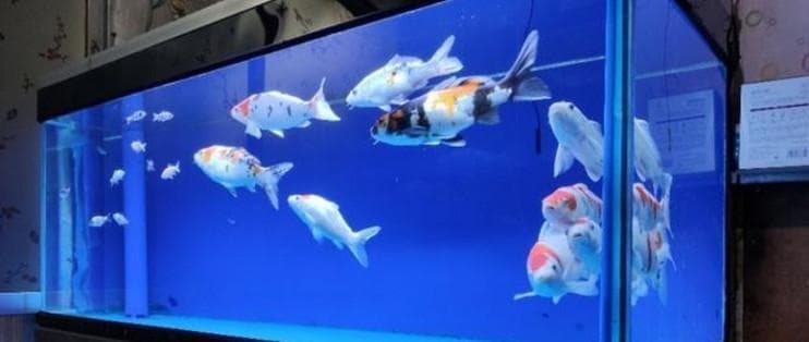 揭秘鱼缸不换水生态秘诀：助你打造持久清澈的水族乐园