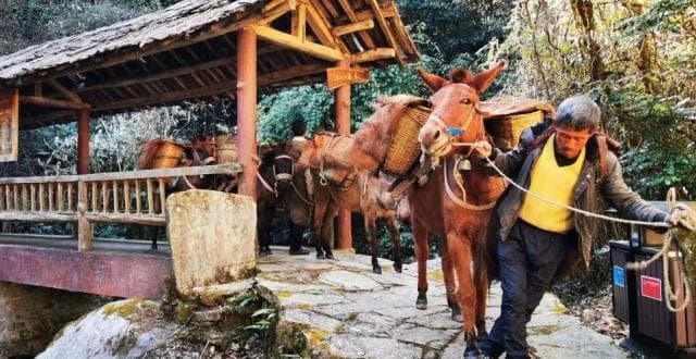 温润玉溪 旅居福地丨新平哀牢山：茶马古道 驼铃悠扬