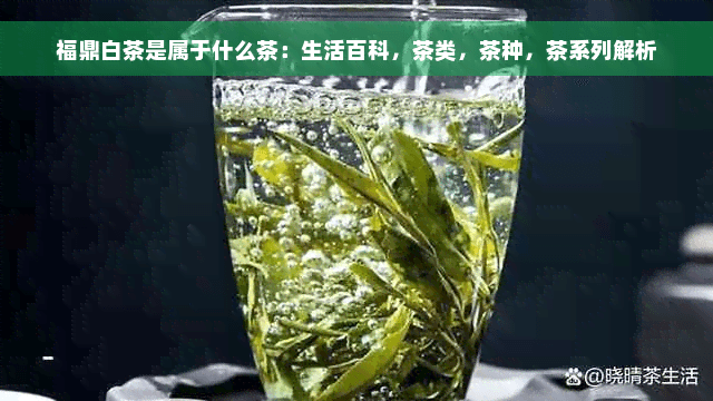 福鼎白茶是属于什么茶：生活百科，茶类，茶种，茶系列解析