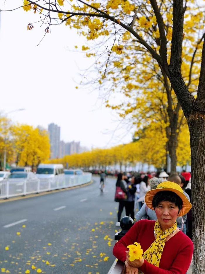 广州洲头咀公园黄花风铃木进入最佳观赏期，周边景点游玩攻略