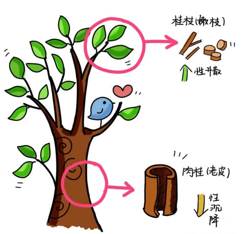 一字之差辨中药——桂枝和肉桂