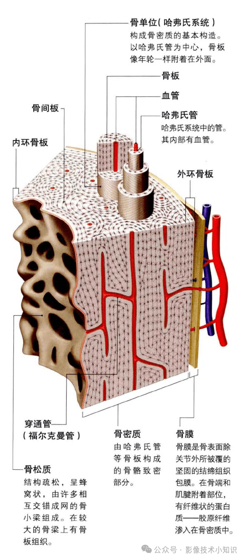 骨折愈合机制详解：从血肿到骨痂的再生之旅