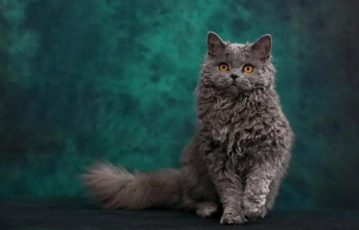 塞尔凯克卷毛猫：可爱与独特并存的卷毛明星