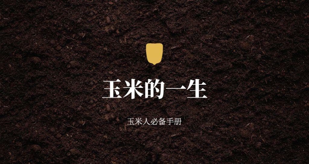 玉米的生长过程图解：从种子萌发到完熟的11个关键时期