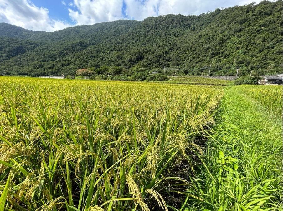 为了蛙鸣、为了土地、为了健康、为了孩子——与自然共生的永续农业