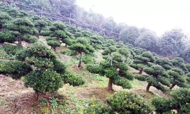 罗汉松栽种方法及栽种时间详解（如何成功种植罗汉松？罗汉松栽种技巧）