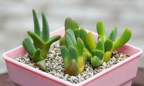 多肉可以用纯麦饭石种植吗？答案揭晓！