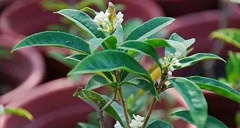 盆栽桂花的土配方与种植技巧（打造属于自己的盆栽桂花——土配方与种植技巧详解）