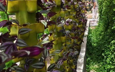 茶树品种改良与茶叶品质提升种植环境监测