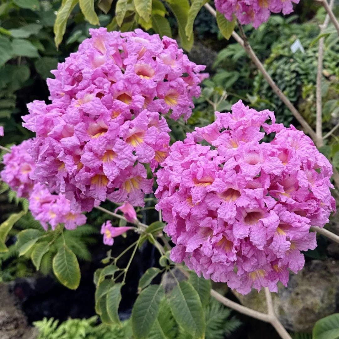 绚烂的紫花风铃木
