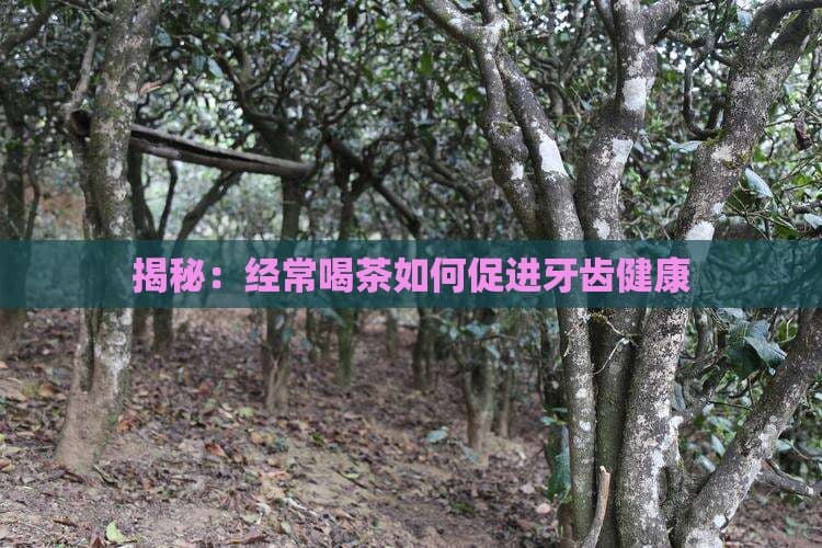 揭秘：经常喝茶如何促进牙齿健康