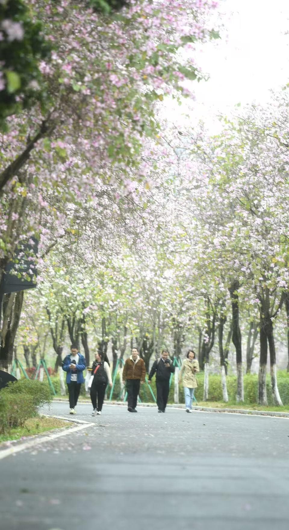 宫粉紫荆与樱花共绘春日画卷，海珠湿地花朝节吸引数万名市民“赴约”