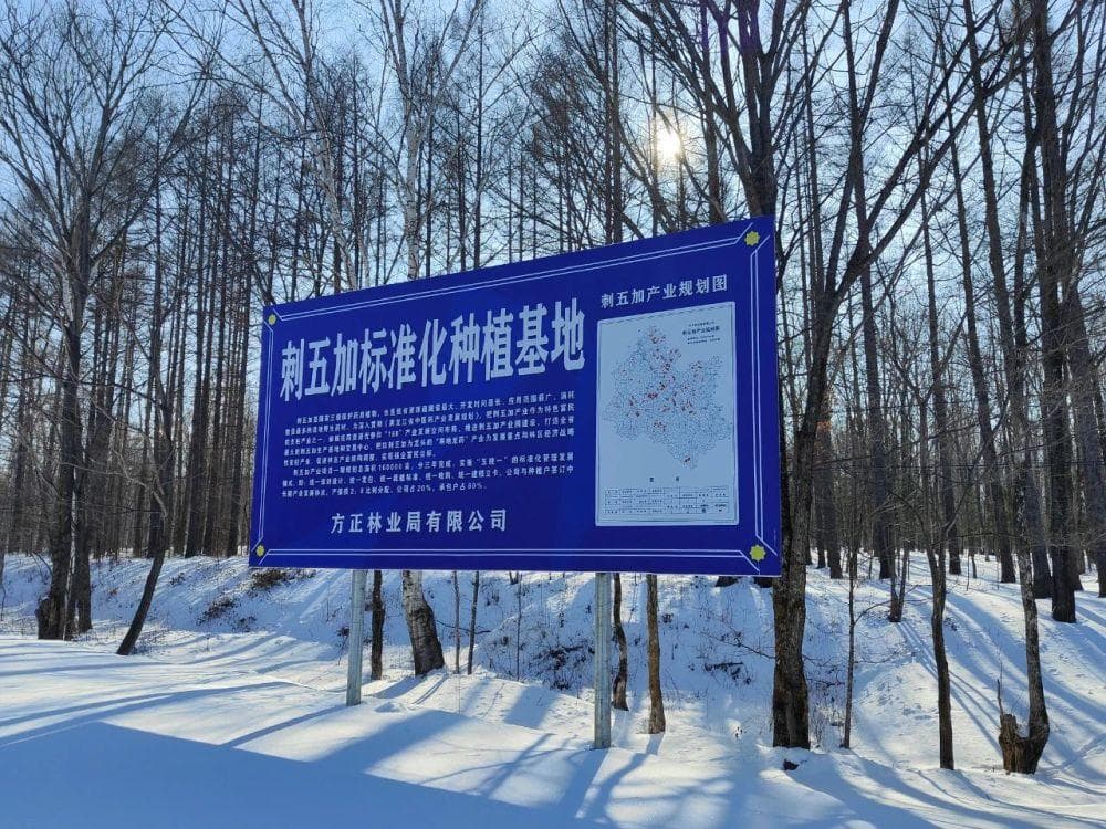 龙江森工打造全国最大刺五加基地，实现全产业链发展