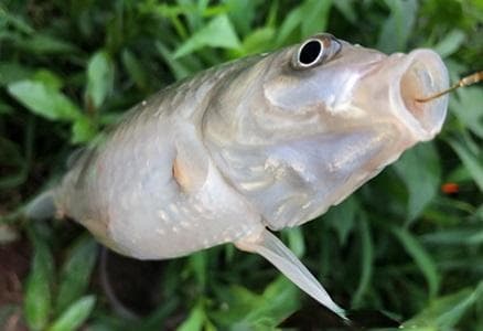 秋天钓翘嘴鱼最佳时间在几点？
